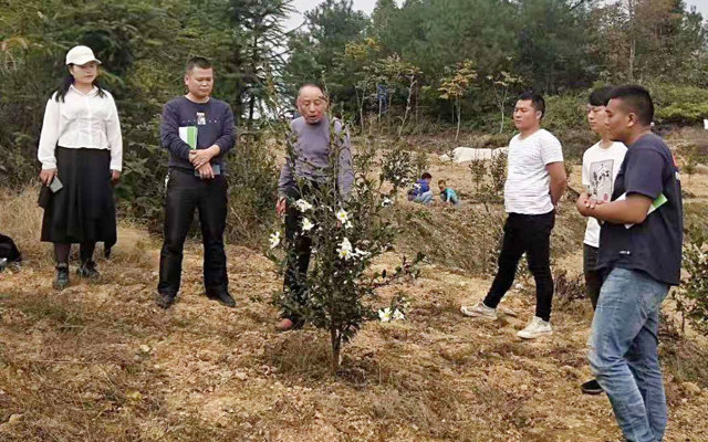 2019年10月省林业厅老专家在胡家坝基地培训山茶树种植技术