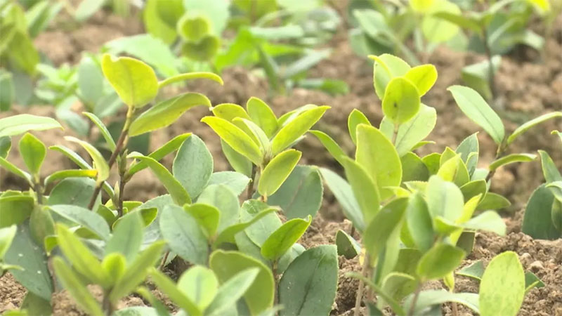 湖北恒贸茶油有限公司
